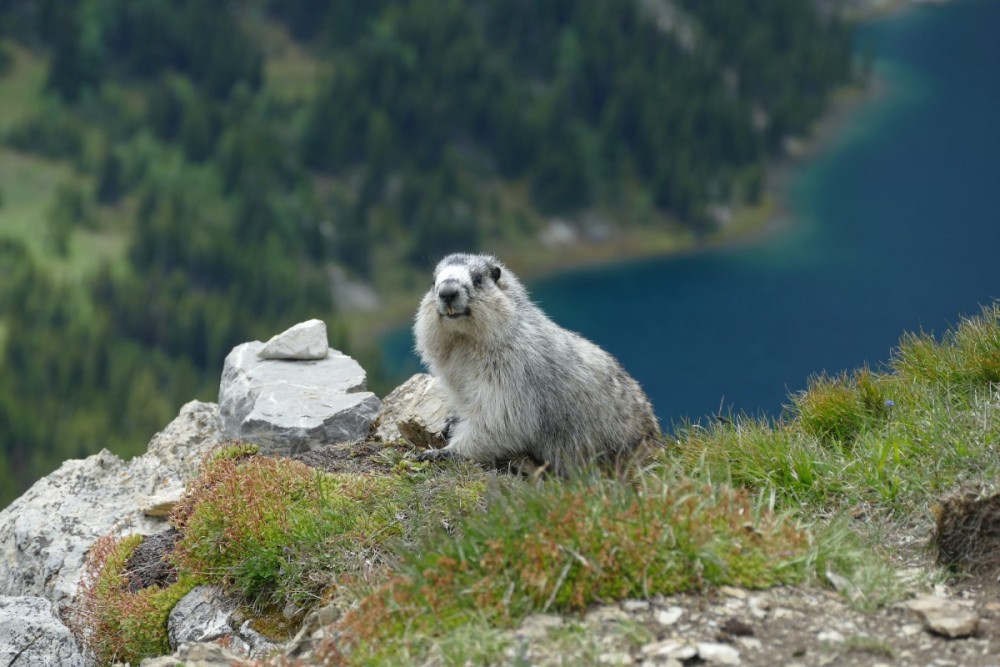 f-Marmot at Assiniboine