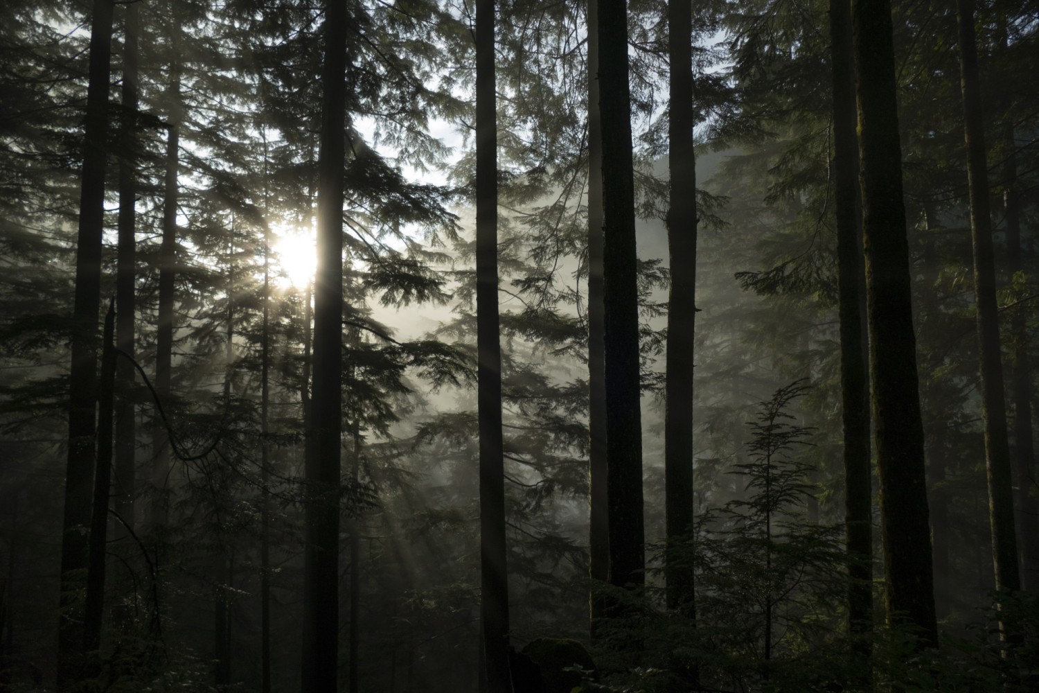 Light-Through-Trees